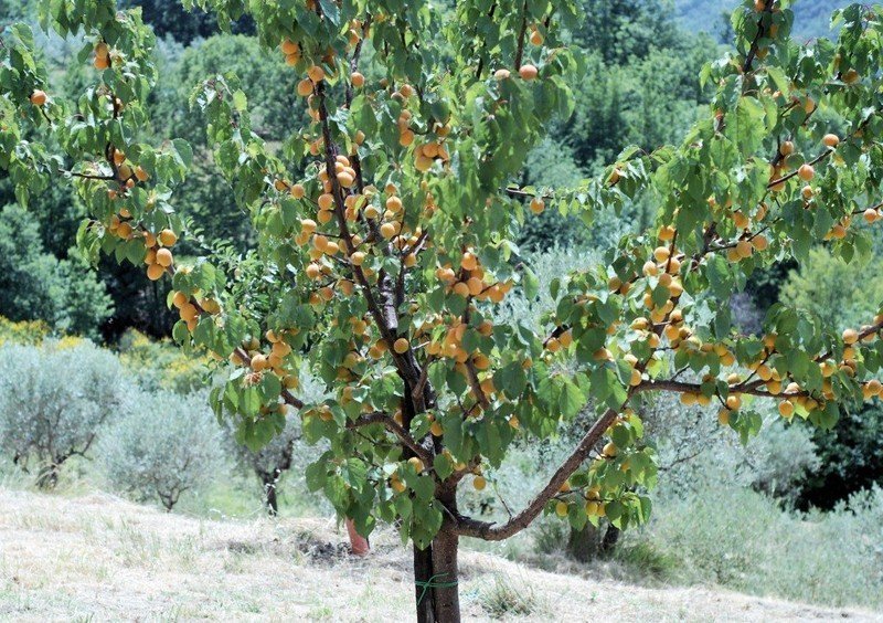 Абрикос триумф северный дерево