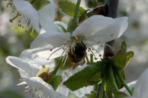 Пчела опыляет цветок