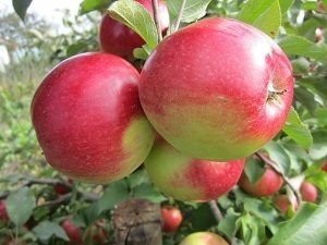 Сорт яблони лигол