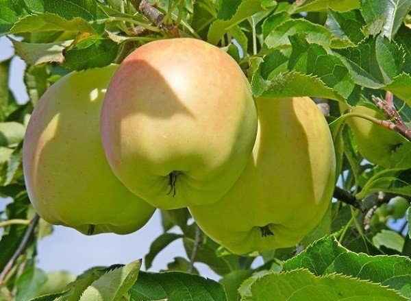 Сорт яблок орловский синап