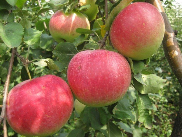 Сорт яблони ауксис