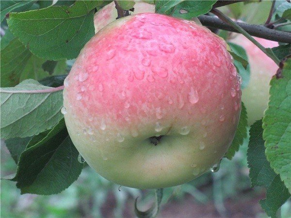 Яблоня бессемянка мичуринская