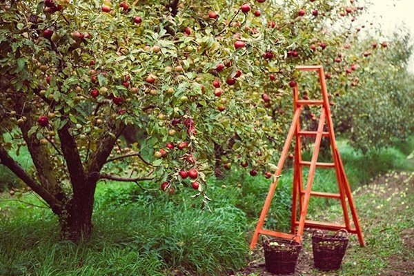 Лестница для сбора яблок