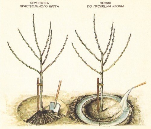 Схема посадка саженца плодовых деревьев