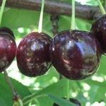 Плоды как украшение участка — томат Вишня черная