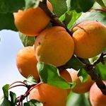 Почему абрикос цветет, но не плодоносит, причины и что с этим делать