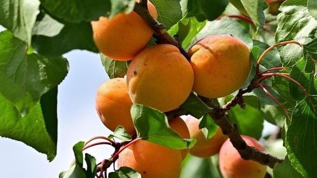 На какой год плодоносит абрикос после посадки