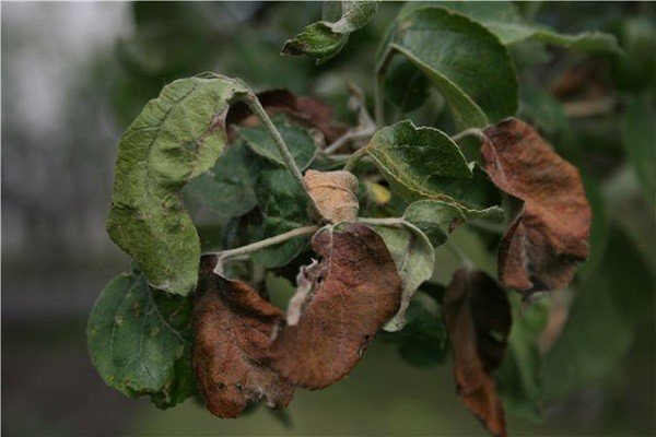 Листья на яблоне коричневеют и засыхают