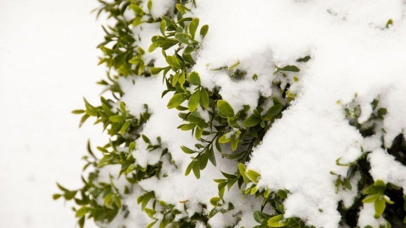 Вечнозеленый куст под снегом