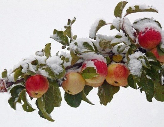 Яблоня сибирская зимой