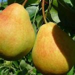 Сладкий урожай: особенности выращивания груши Медовая