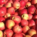 Сорт яблок Джонатан — описание, характеристика и уход