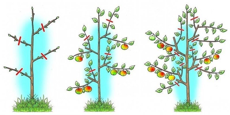 Формирование колоновидной яблони весной