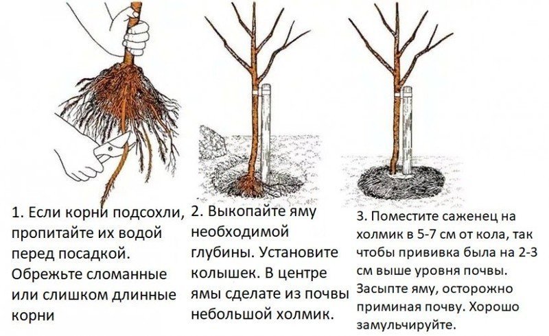 Обрезка корней саженцев перед посадкой