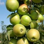 Сорт яблони Арбат: описание и подробная характеристика, правила выращивания
