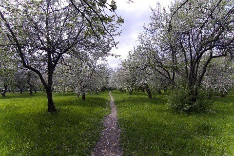 Дьяковский яблоневый сад весной
