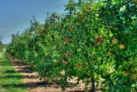 Сады россии яблоня карликовые яблони