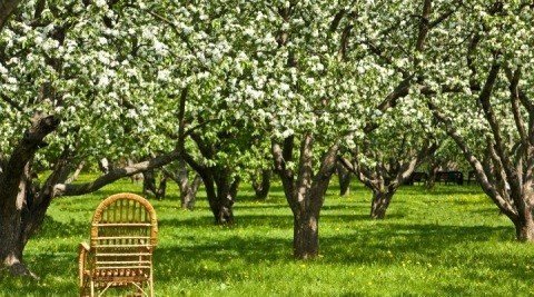 Яблоневый сад в коломенском