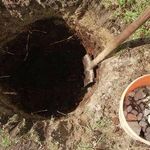 Вишня «Чернокорка»: характеристика, секреты успешного выращивания