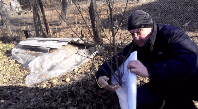 Укрытие персика на зиму в средней полосе россии