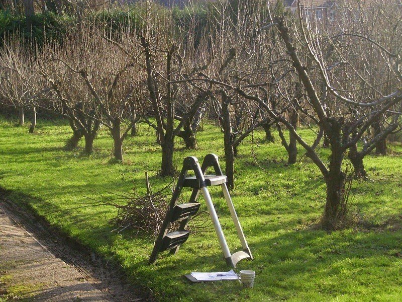 Парк коломенское яблоневый сад