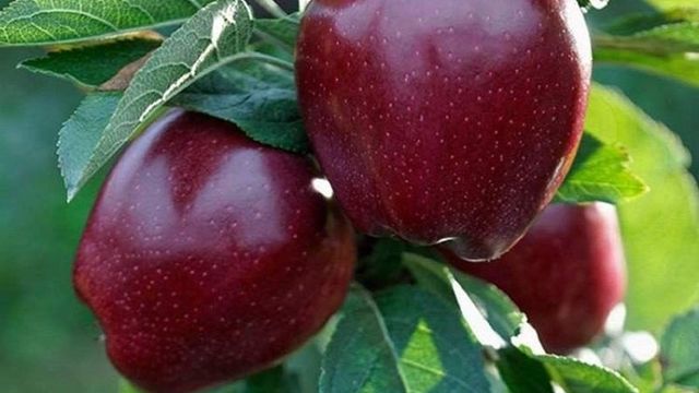 Все о яблоне Ред Делишес: характеристики сорта, особенности выращивания и фото