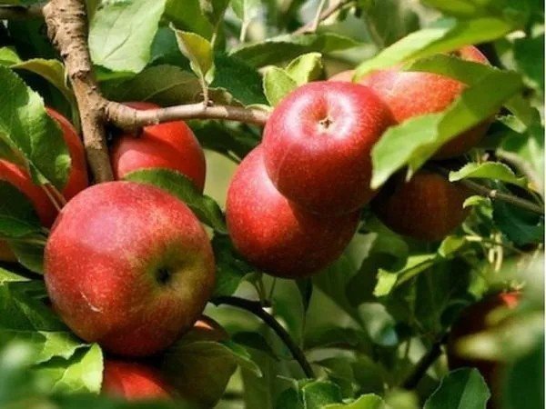 Вкус яблок Эрли Женева зависит от места посадки