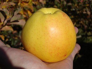 Сорт яблок голден делишес