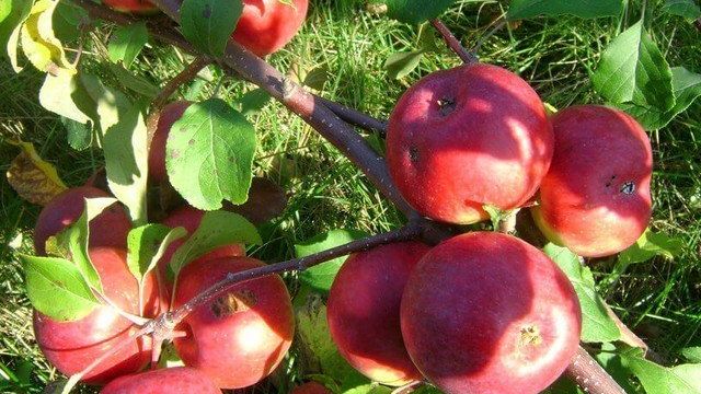 Особенности посадки яблони Лобо, как правильно ухаживать за растением