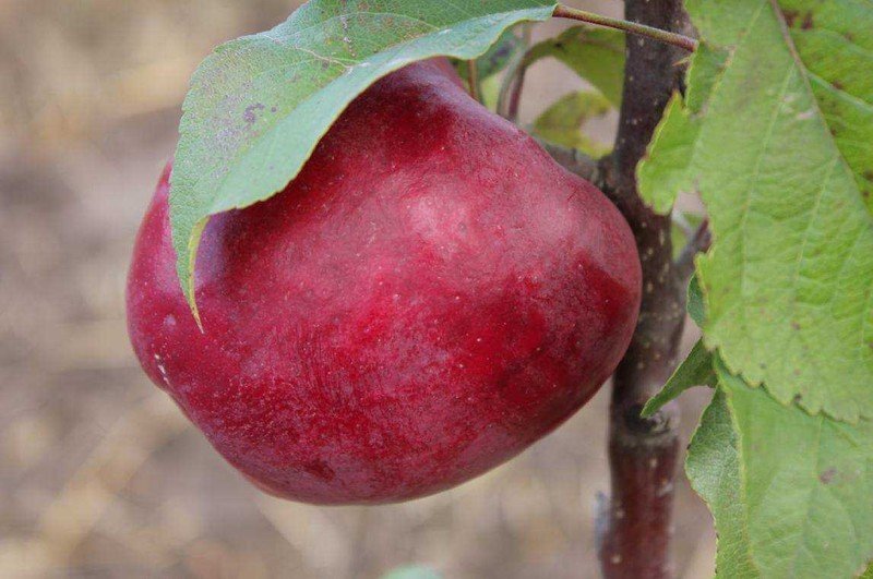Яблоня сорт краса свердловска