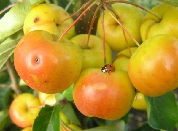 Сорт яблони теллисааре