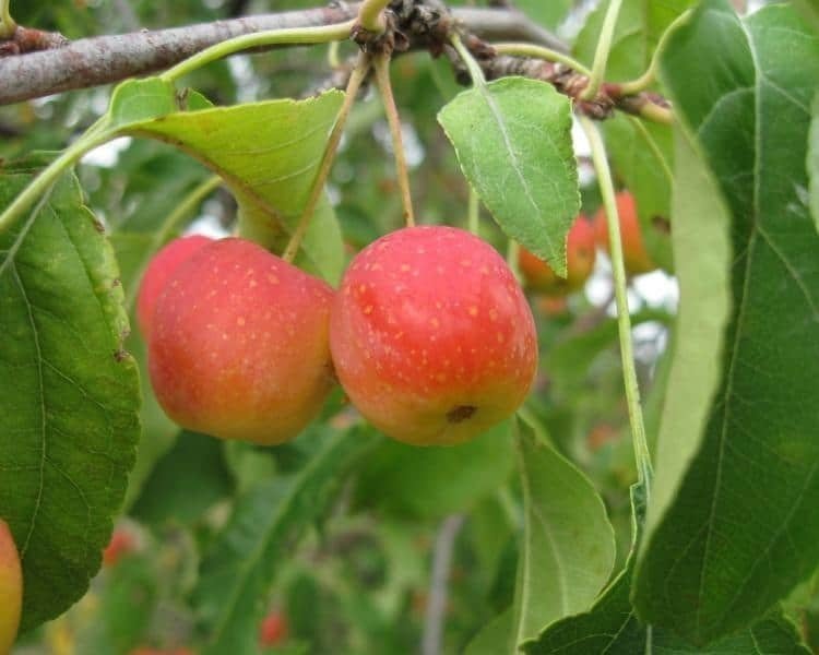 Яблоня райские яблочки