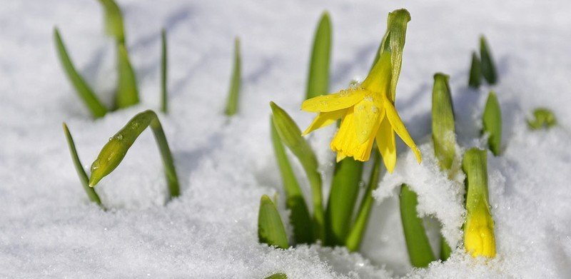 Нарцисс весной из-под снега