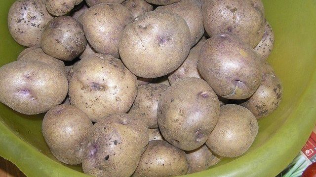 Белые сорта картофеля: описание и фото наиболее популярных видов картошки со светлой мякотью Русский фермер