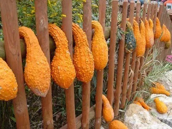 Момордика фрукт выращивание