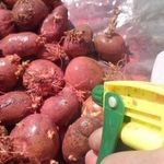 Чем обработать картофель от колорадского жука перед посадкой