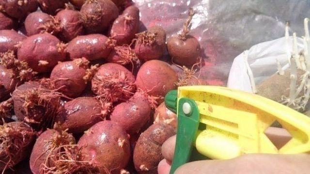 Чем обработать картофель от колорадского жука перед посадкой