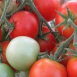 Детерминант с аккуратными плодами — томат Эфемер