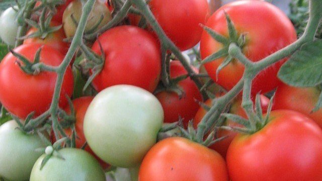 Томат Эфемер: характеристика и описание сорта, отзывы и фото помидоров