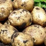Домашний сорт картофеля «Никулинский»: выращивание, описание сорта, характеристика и фото