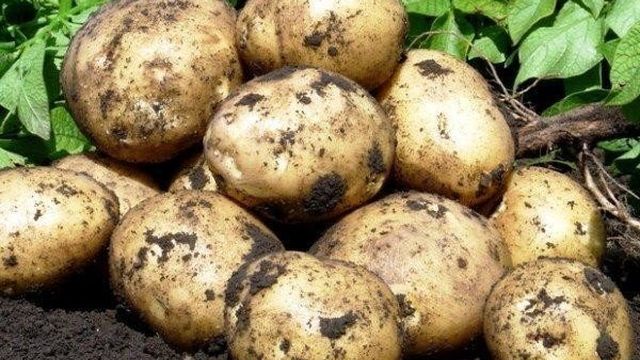 Сорт картофеля Никулинский: описание сорта, фото, характеристика Русский фермер