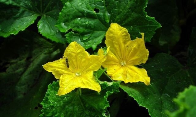 Цветок с желтыми листьями
