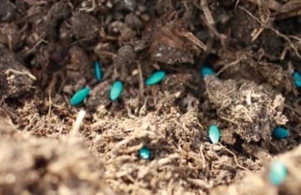 На какую глубину сажать семена огурцов в открытый грунт