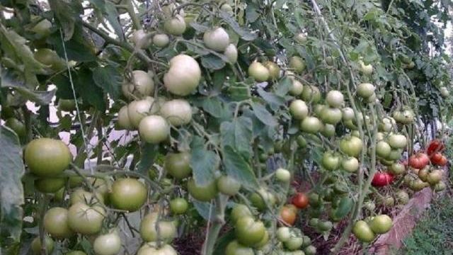 Фото, отзывы, описание, характеристика, урожайность гибрида помидоров «Пинк парадайз F1»