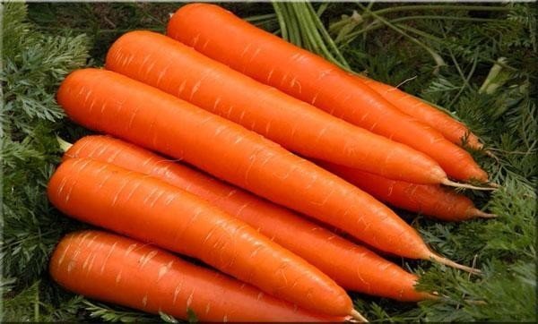 Морковь королева осени