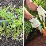Характеристика и описание сорта Моркови Лосиноостровская 13, выращивание