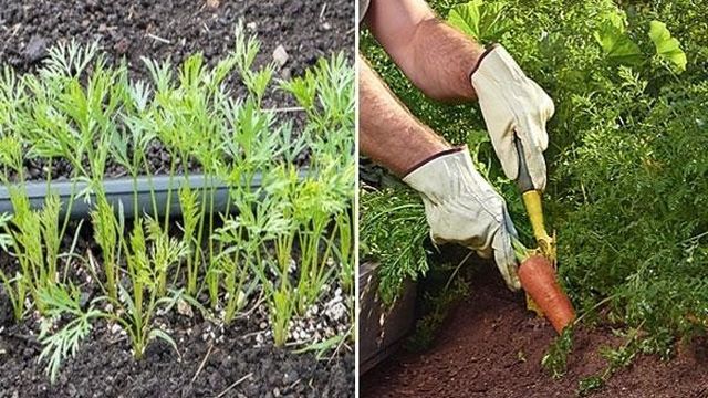 Характеристика и описание сорта Моркови Лосиноостровская 13, выращивание