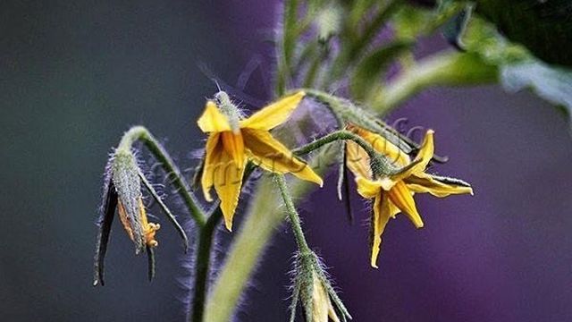 Характеристика и описание сорта томата Джина, выращивание и уход