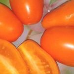 Характеристика и описание сорта томата золотая рыбка его урожайность