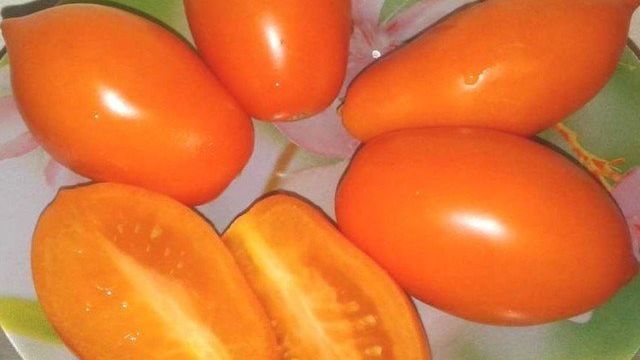 Характеристика и описание сорта томата золотая рыбка его урожайность